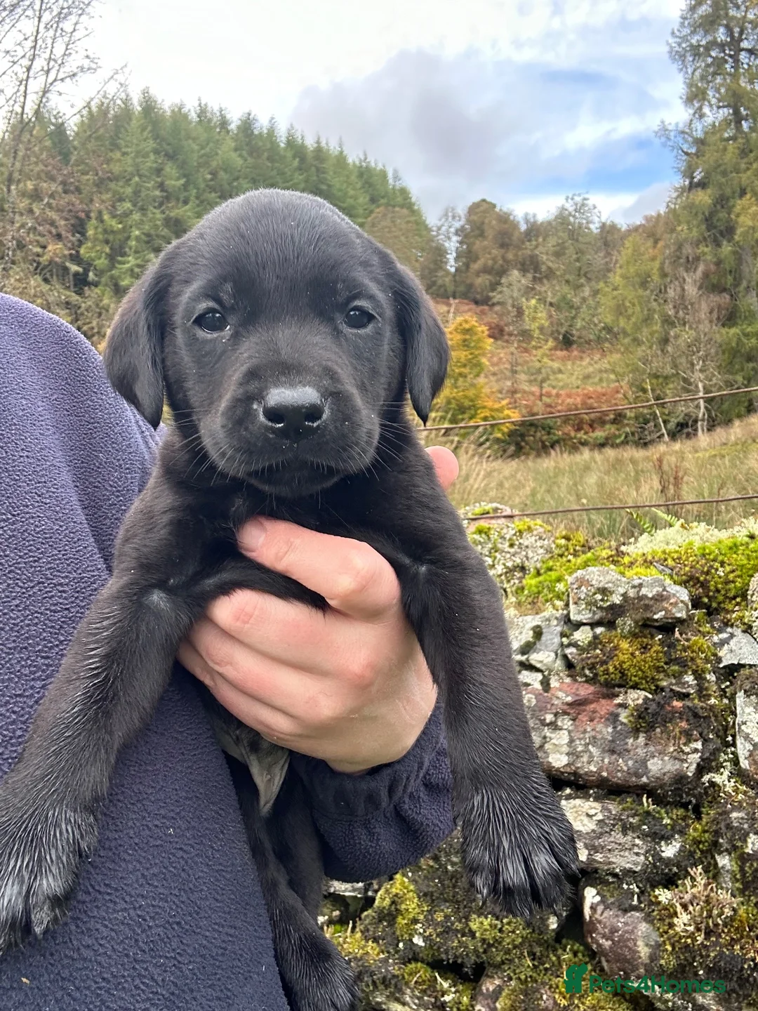 Labrador Retriever dogs for sale: KC Registered Black Labrador Puppies in Killin - Advert 1