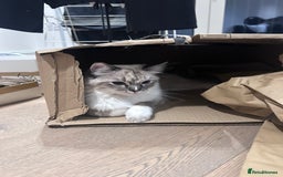 Ragdoll cats for sale: Adorable Ragdoll Looking for a Loving New Home  - Image 6