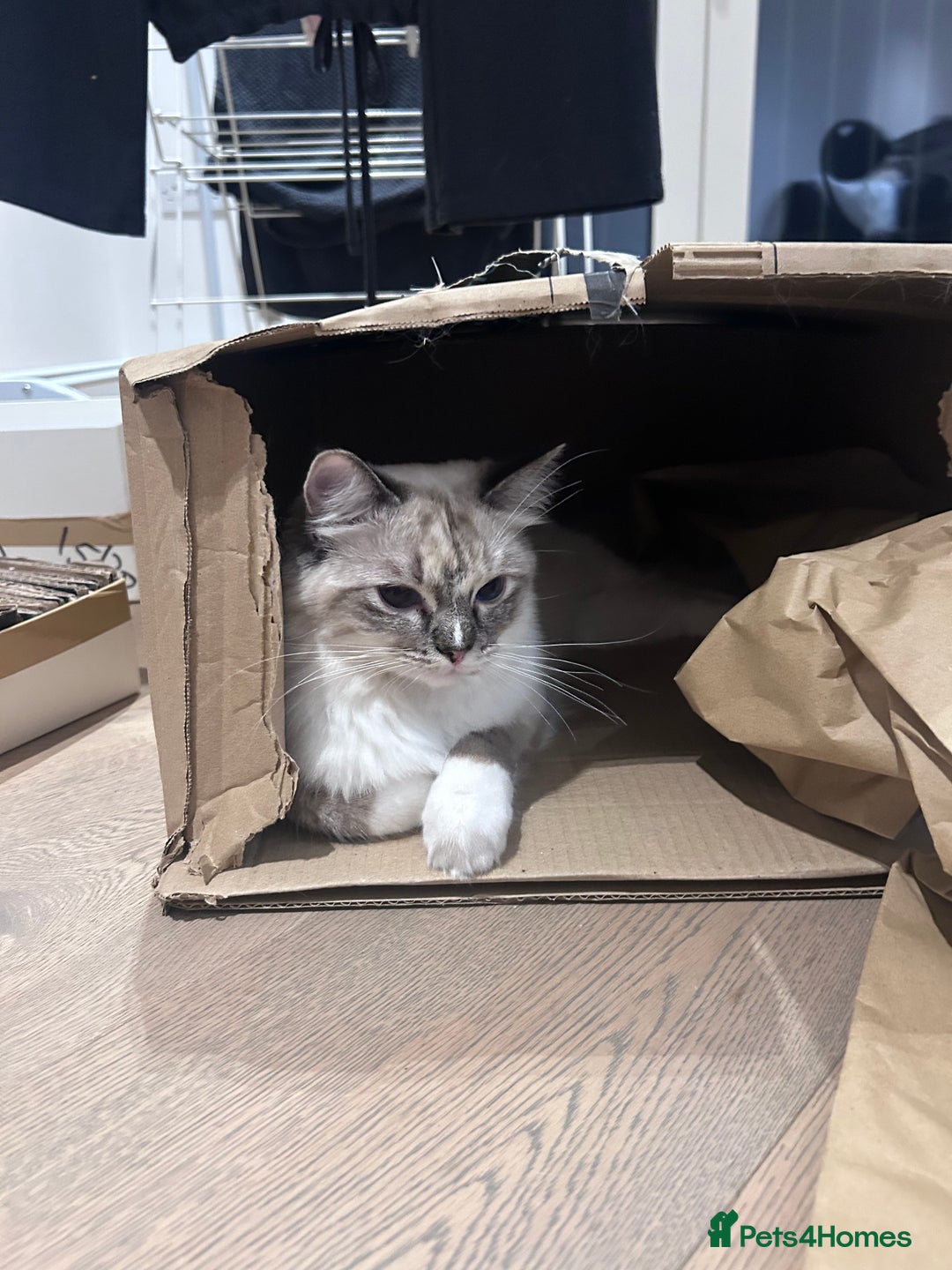 Ragdoll cats for sale: Adorable Ragdoll Looking for a Loving New Home  - Image 6
