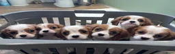 Cavalier King Charles Spaniel dogs for sale: Advert for my mum cavalier king puppies - Advert 2