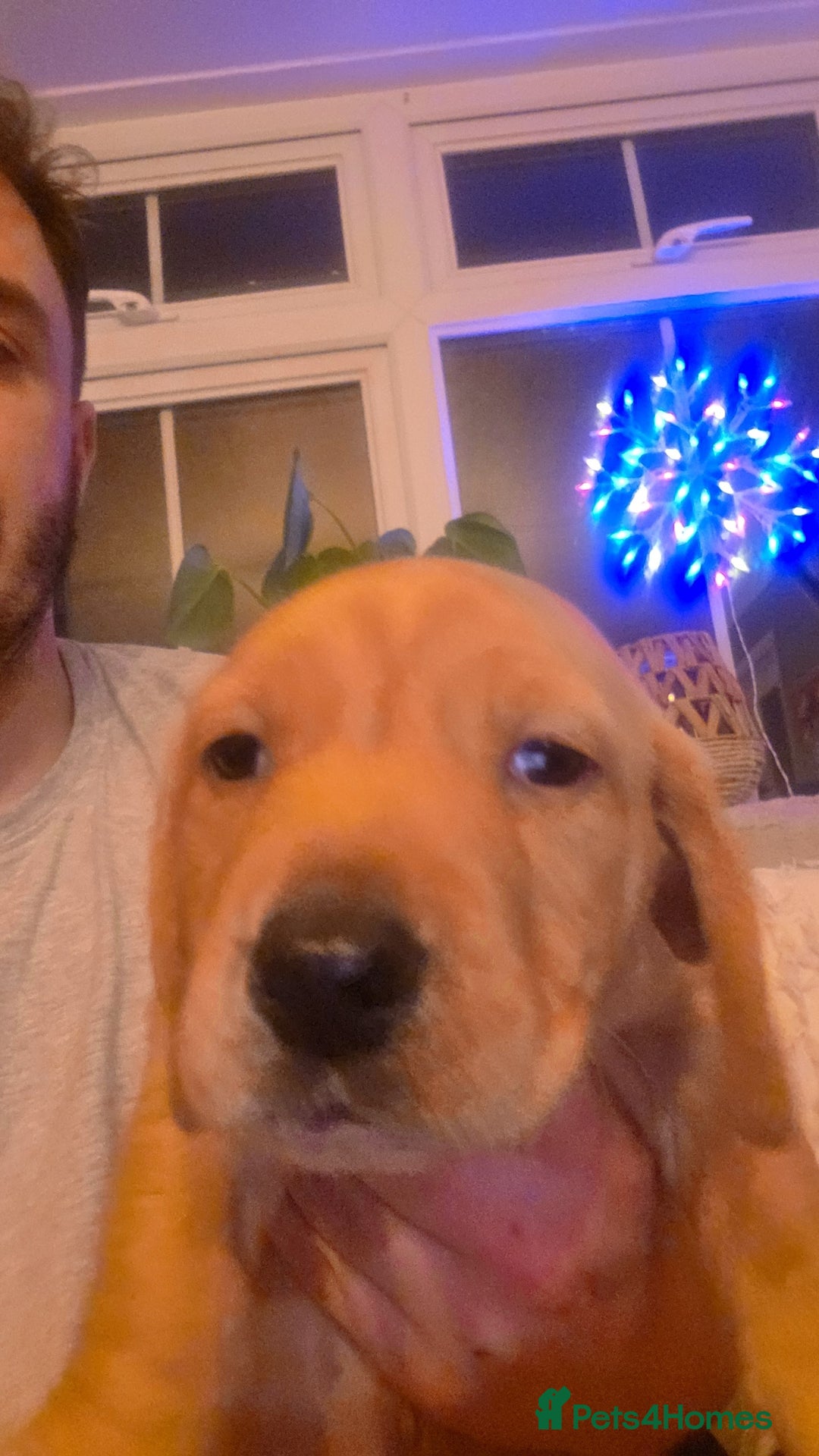 Mixed Breed dogs for sale: Dashador puppies  - Advert 9