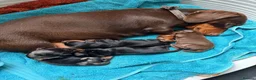 Miniature Dachshund dogs for sale: 4 KC Miniature Dachshund Puppies - Advert 4