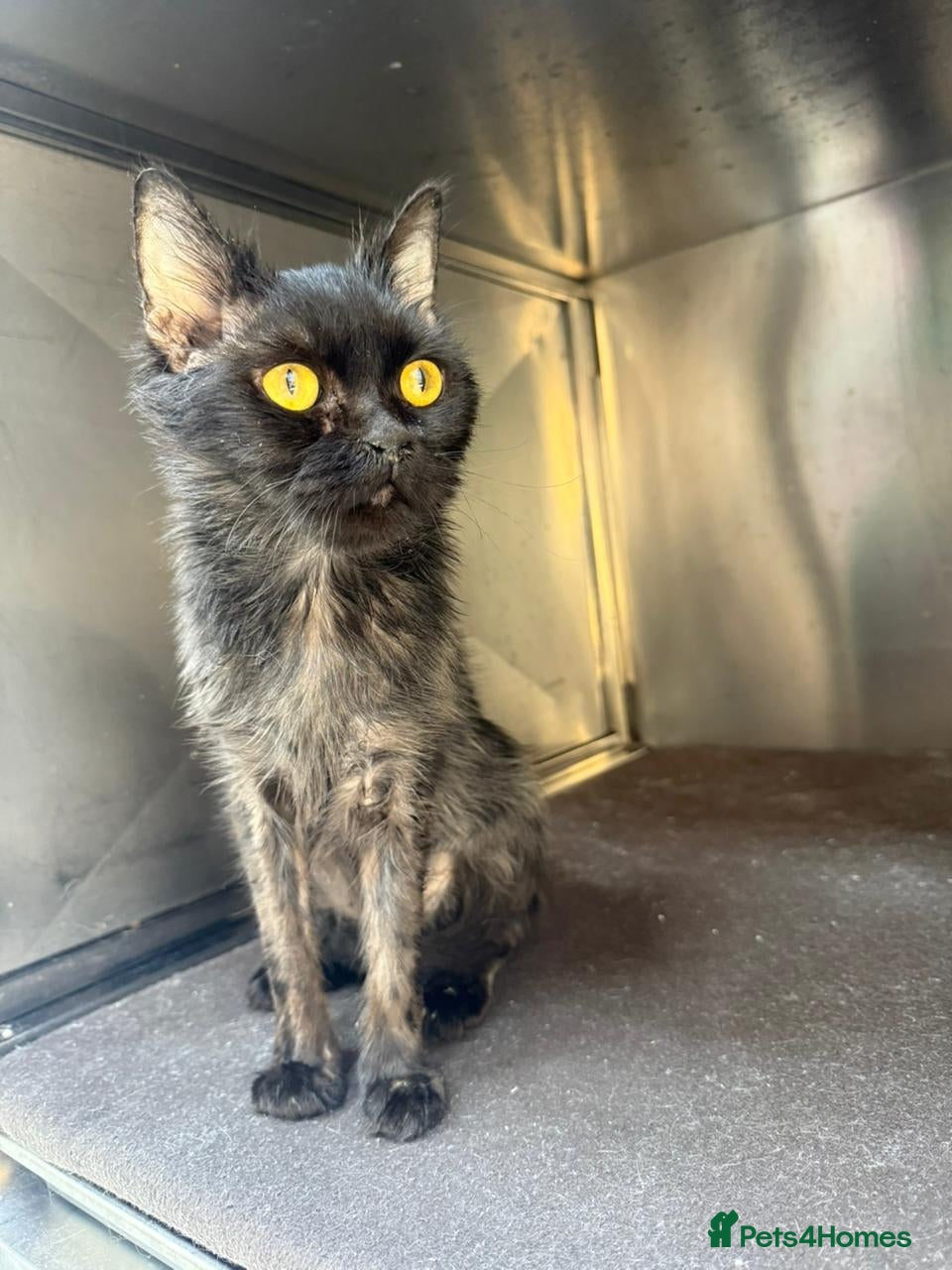 Mixed Breed cats PRINCESS HELP ME !! BEEN IN VET CAGE FOR ONE MONTH - Advert 2