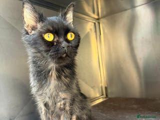 Mixed Breed cats PRINCESS HELP ME !! BEEN IN VET CAGE FOR ONE MONTH - Advert 2