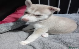 Siberian Husky dogs for sale: 4 lovely husky puppies for sale  - Image 1