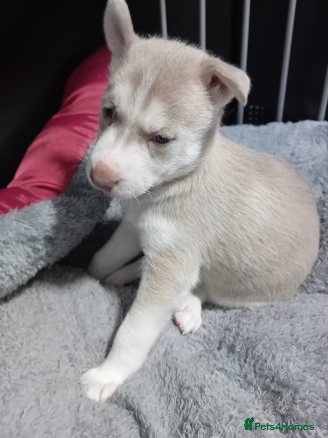 Siberian Husky dogs for sale: 4 lovely husky puppies for sale  - Image 1