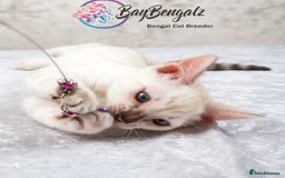 Bengal cats for sale: 1 Boy left, Bengal Snow kittens from RW TGC Sire - Image 21