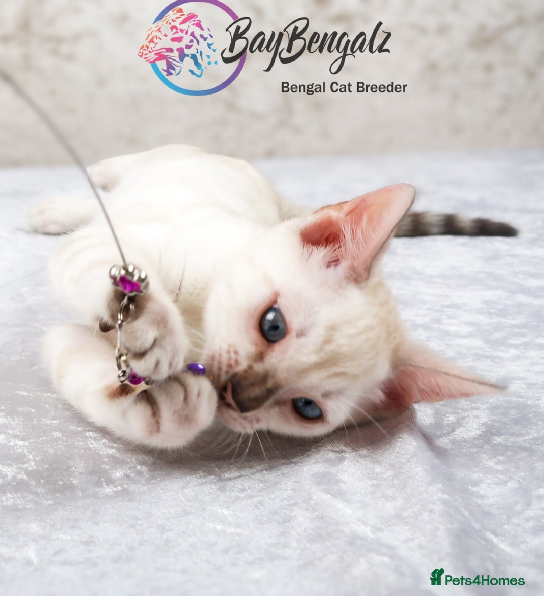 Bengal cats for sale: 1 Boy left, Bengal Snow kittens from RW TGC Sire - Image 21
