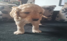 Cockapoo dogs for sale: Beautiful F2B Cockapoo puppies - Image 8