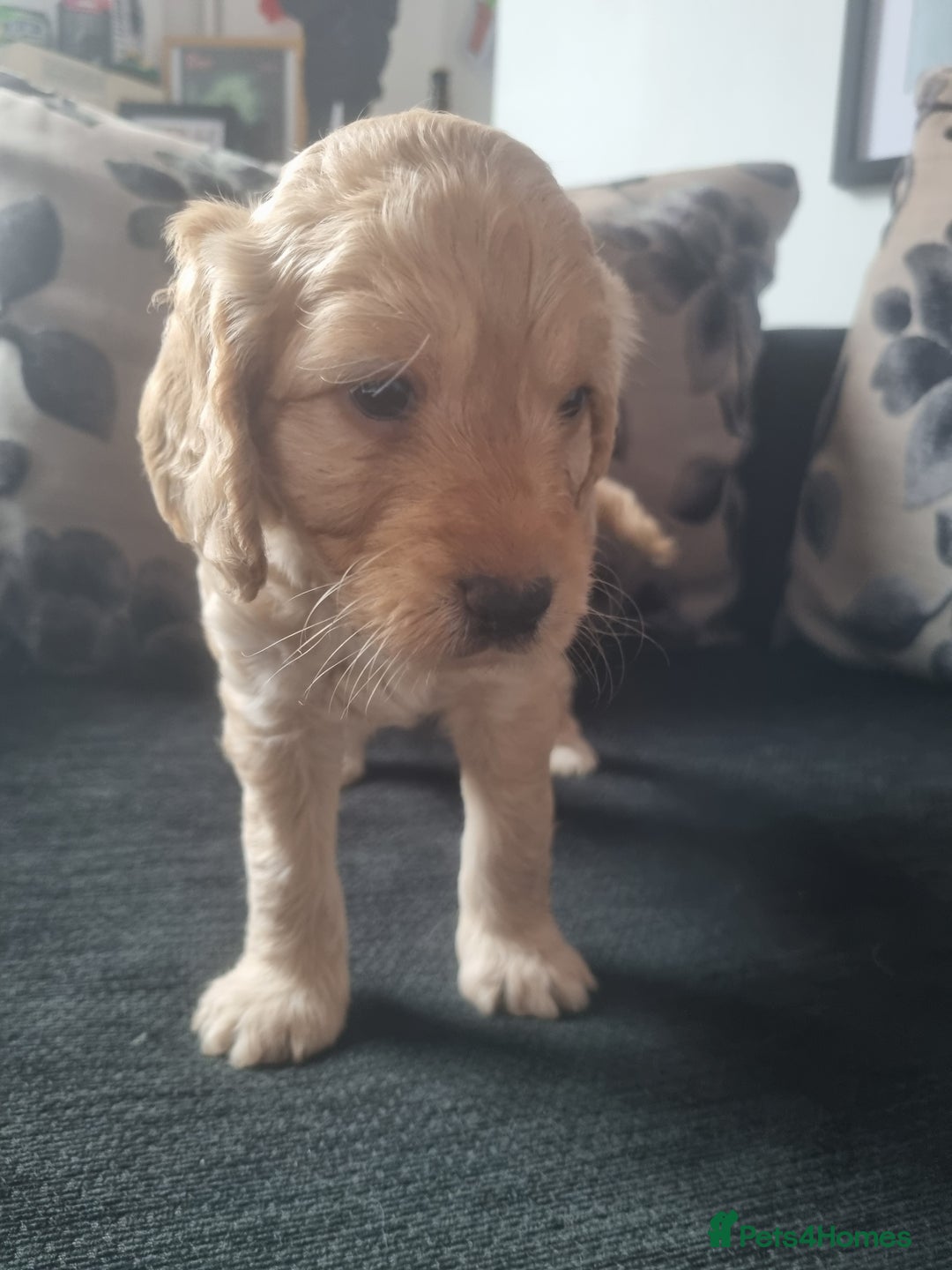 Cockapoo dogs for sale: Beautiful F2B Cockapoo puppies - Image 8
