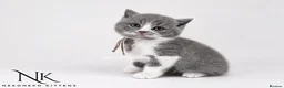 British Shorthair cats for sale: 10 Week old GCCF REG BSH KITTENS  - Advert 12