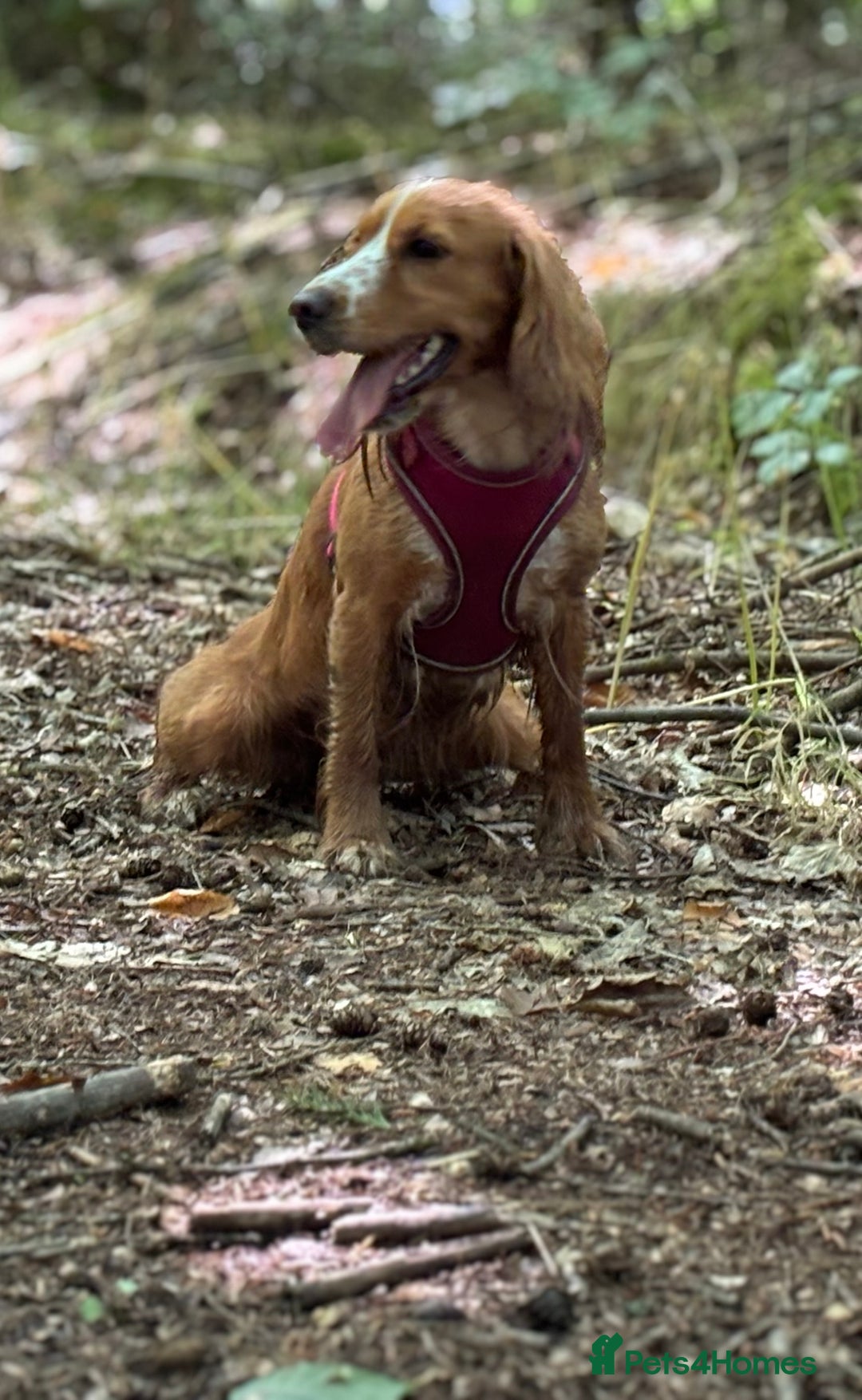 Cocker Spaniel dogs for sale: Amazing Bright Cockers - Image 2