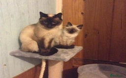 Ragdoll cats for sale: 3/4 ragdoll kittens - Image 6