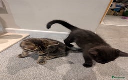 British Shorthair cats for sale: 2 Female Domestic Shorthair Kittens  - Image 5