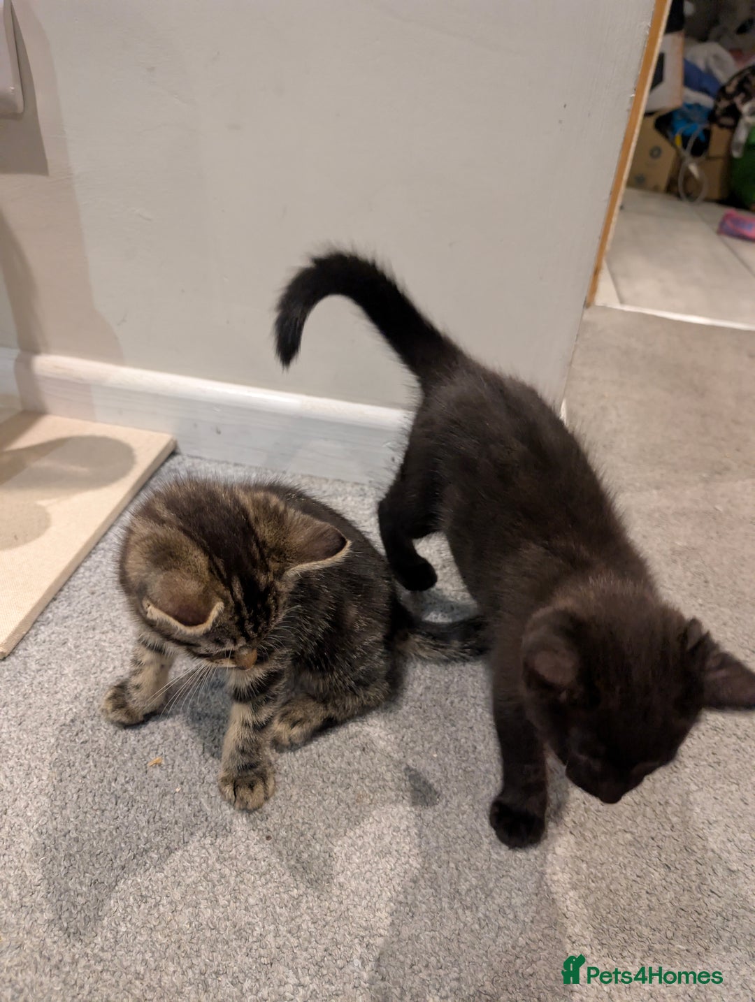 British Shorthair cats for sale: 2 Female Domestic Shorthair Kittens  - Image 5