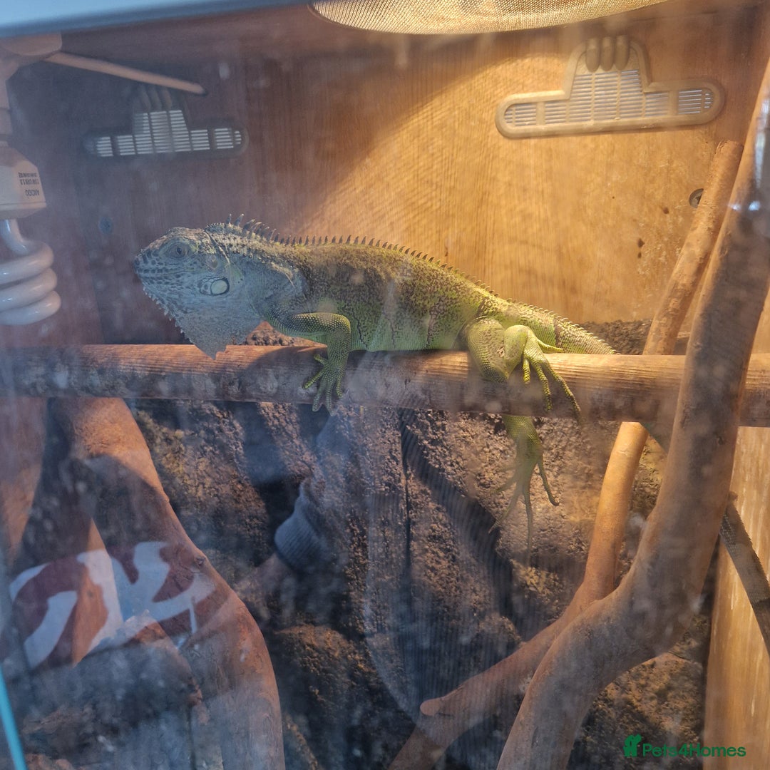 Iguana reptiles for sale: Green Tree Iguana - Image 3