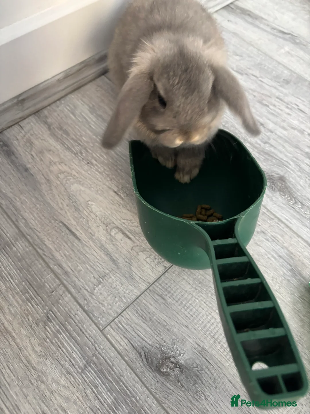 Mini Lop rabbits for sale: Gorgeous Mini Lops  - Advert 15