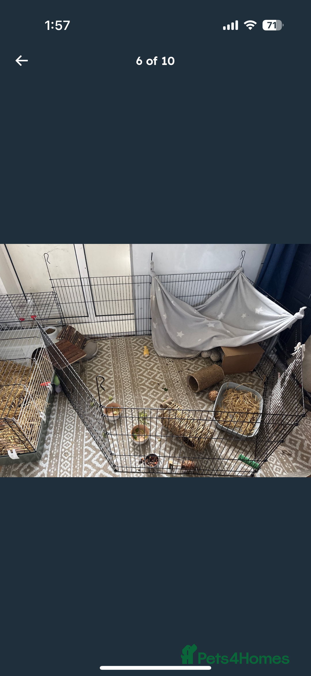Guinea Pig rodents for sale: X2 male guinea pigs, everything included - Image 6