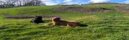 Labrador Retriever dogs for sale: Fox Red Labrador Puppies  - Advert 15