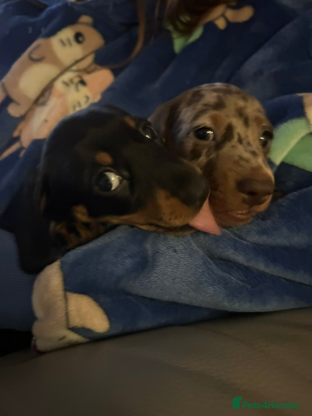 Miniature Dachshund dogs for sale: 2 adorable chunky miniature dachshund  - Advert 4