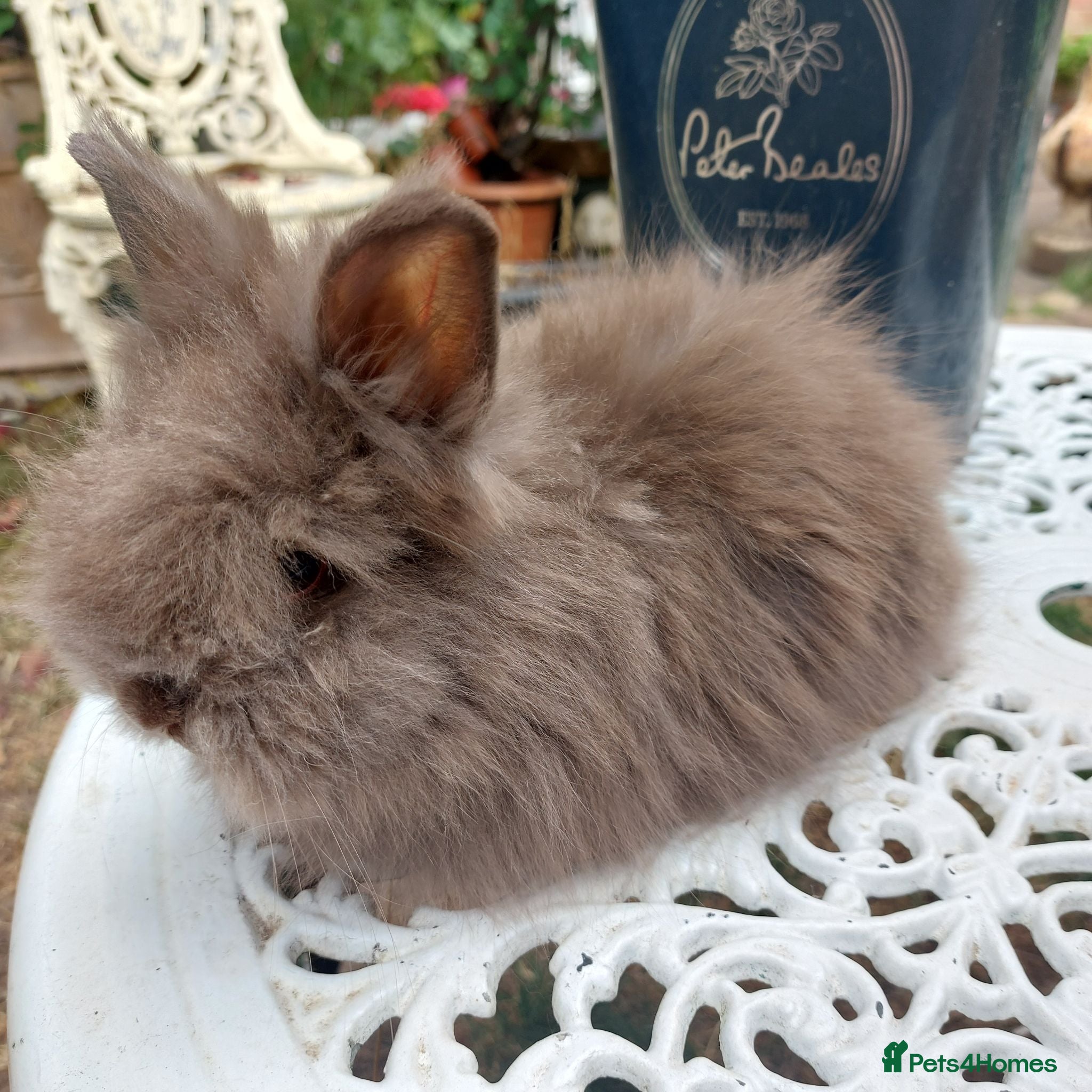 Lionhead rabbits PUREBRED DOUBLE/TEDDY LION HEAD BABIES  - Advert 2