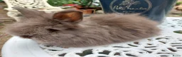 Lionhead rabbits for sale: PUREBRED DOUBLE/TEDDY LION HEAD BABIES  - Advert 6