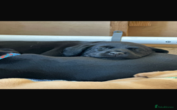 Labrador Retriever dogs for sale: KC reg Labrador pups - Image 10