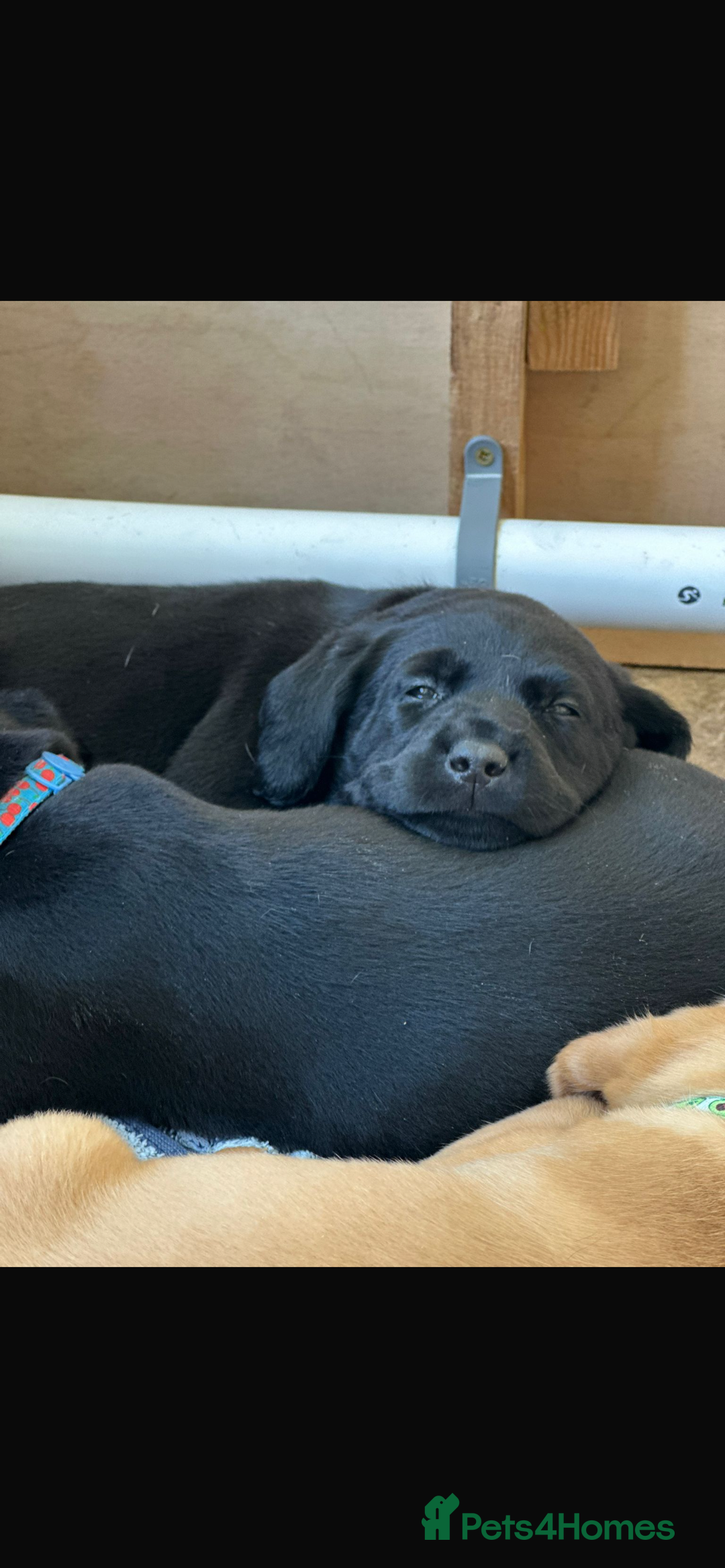 Labrador Retriever dogs for sale: KC reg Labrador pups - Image 10
