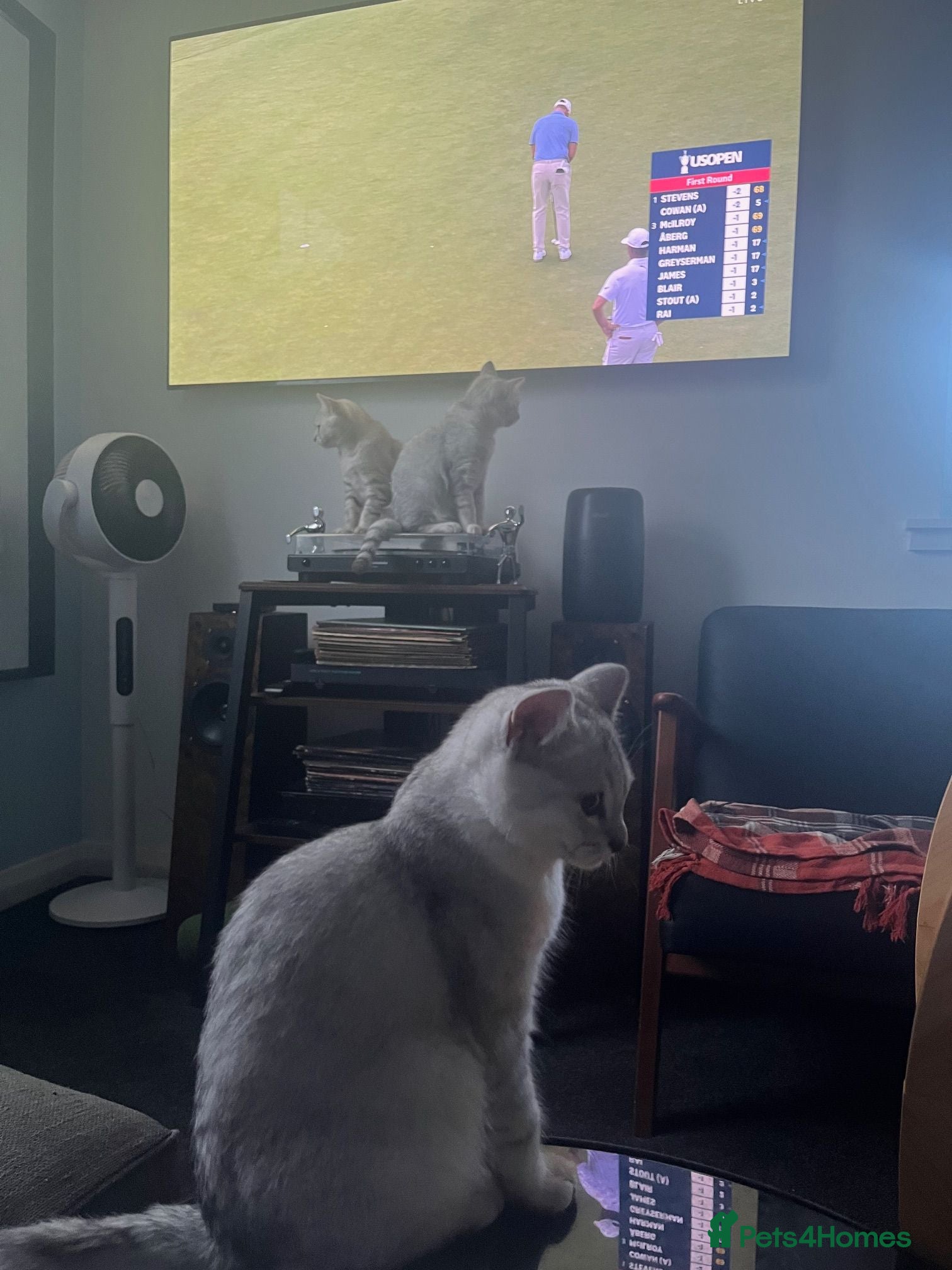 British Shorthair cats for sale: BSH kittens - Advert 1