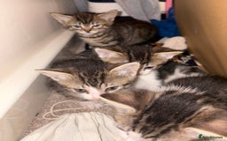 British Shorthair cats for sale: kittens  - Image 3