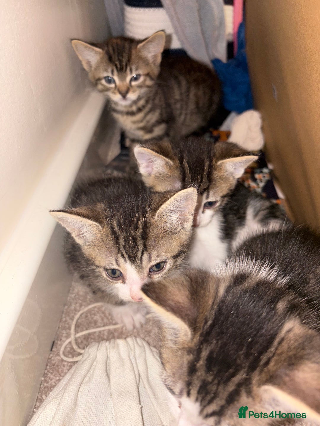 British Shorthair cats for sale: kittens  - Image 3