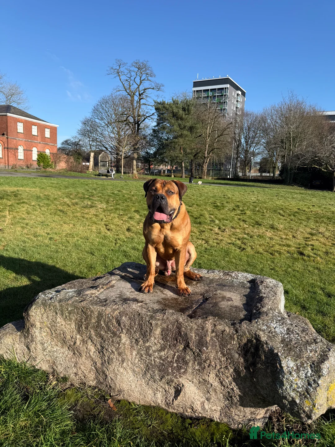 Boerboel dogs for sale: Phenomenal Boerbel - Advert 2