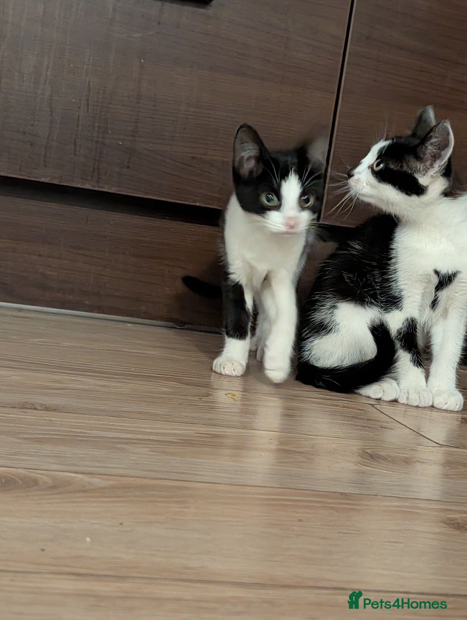 Maine Coon cats Maine coon cross kittens  - Advert 3