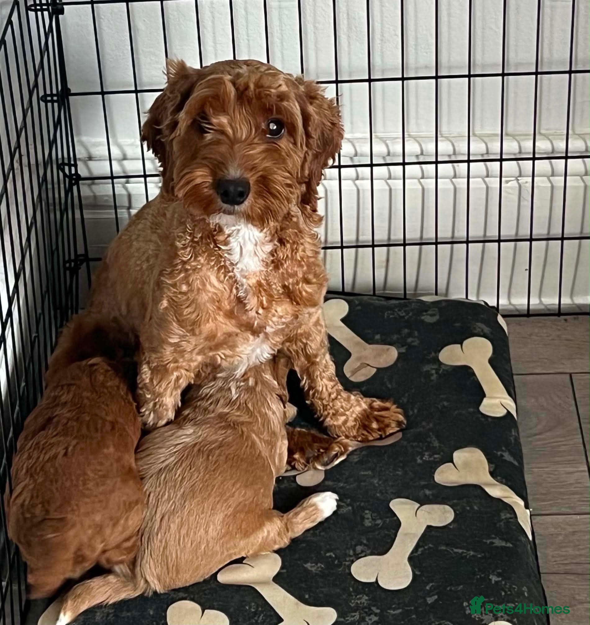 Cavapoo dogs Stunning Cavapoo pupys - Advert 1