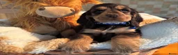 Cocker Spaniel dogs for stud: KC REGISTERED CHOCOLATE SABLE MALE  - Advert 3