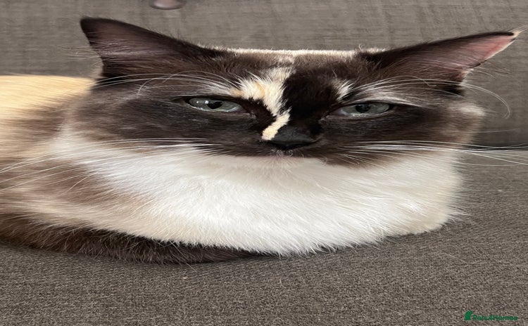Ragdoll cats - Advert 15