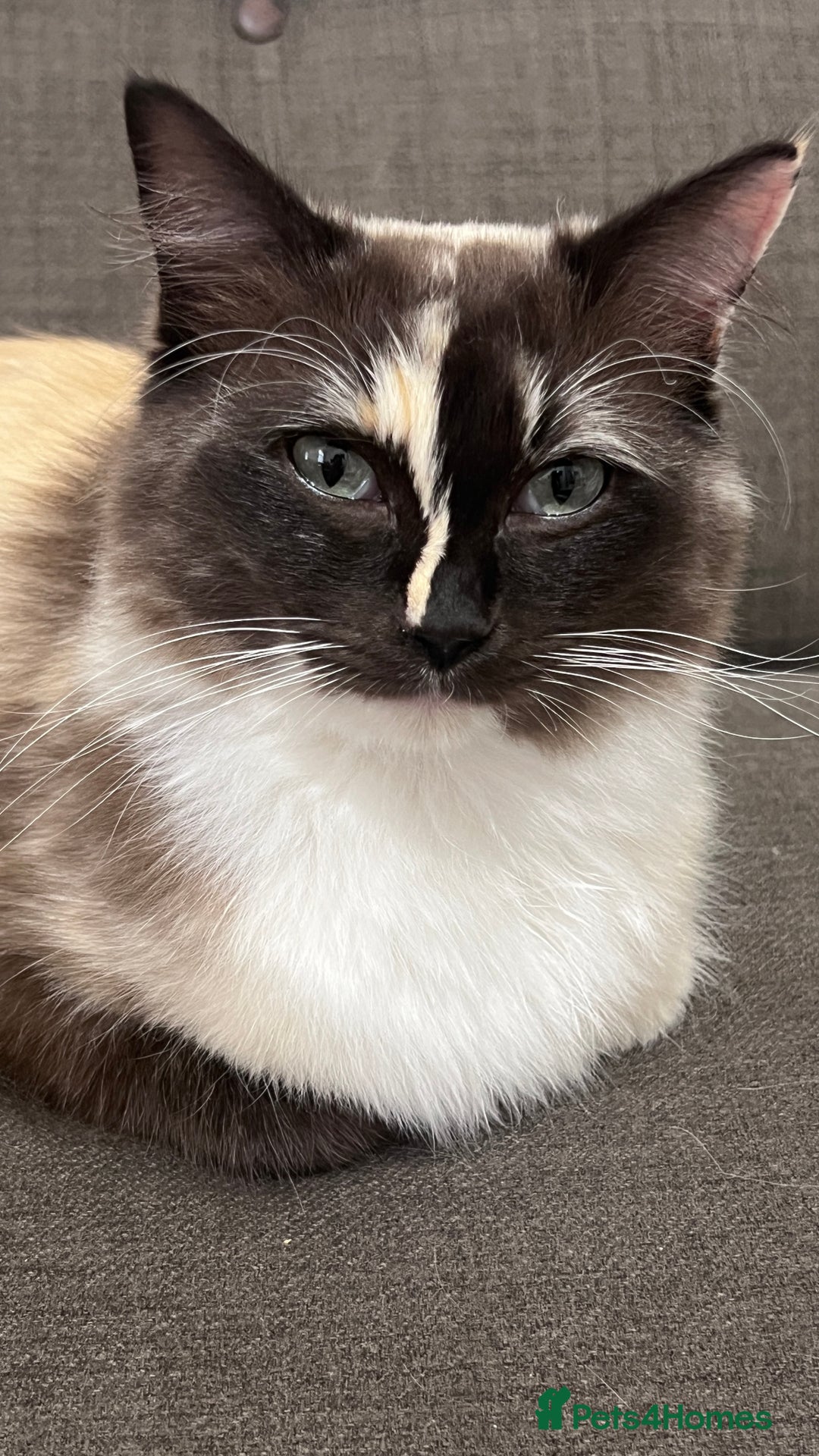 Ragdoll cats for sale: Calico Ragdoll for sale - Image 1