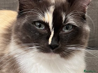 Ragdoll cats - Advert 27