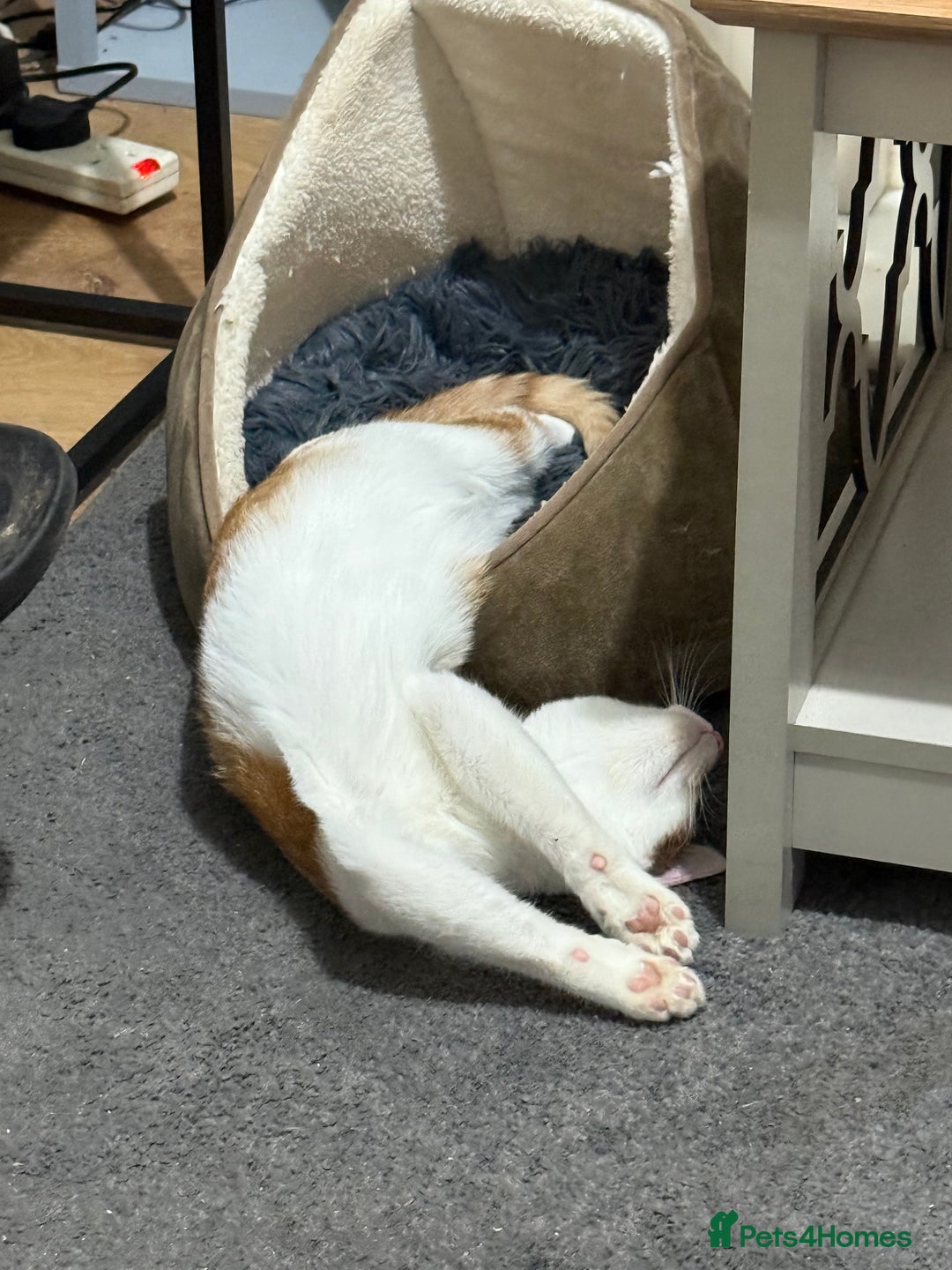 Domestic Shorthair cats for sale: Lovely male kitten for sale - Image 6