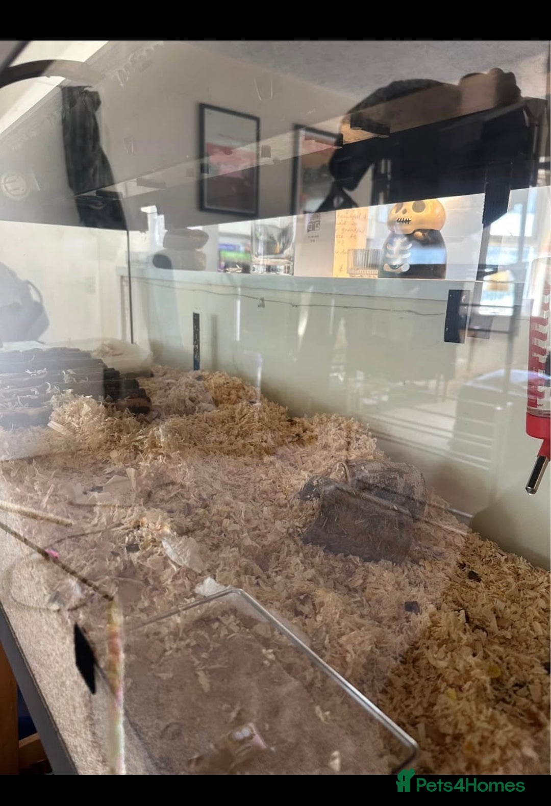 Hamster rodents for sale: LARGE HAMSTER ENCLOSURE  - Image 2