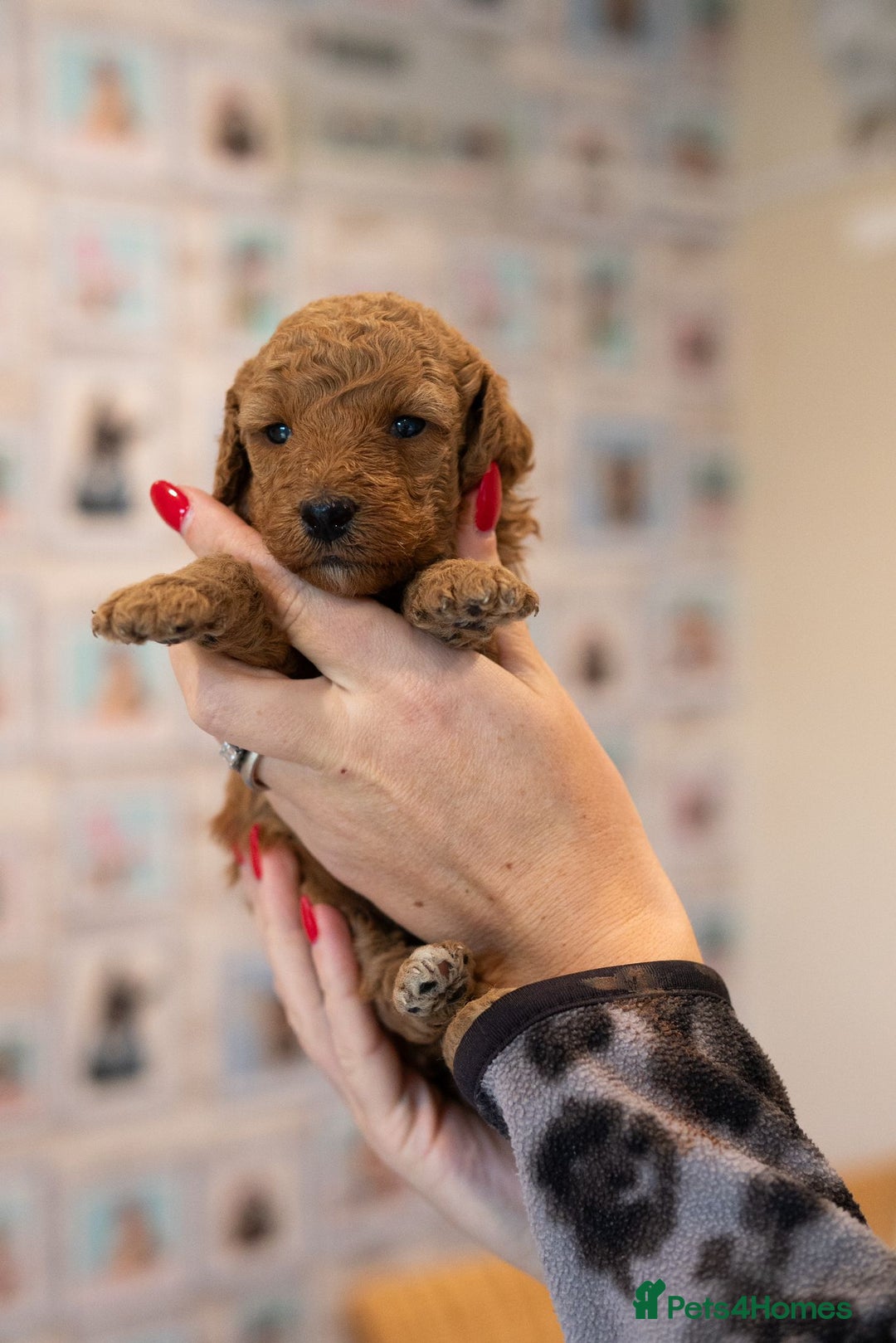 Miniature Poodle dogs for sale: A stunning litter of red miniature poodles  - Image 4