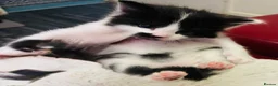 Turkish Angora cats for sale: Turkish angora kitten  - Advert 24