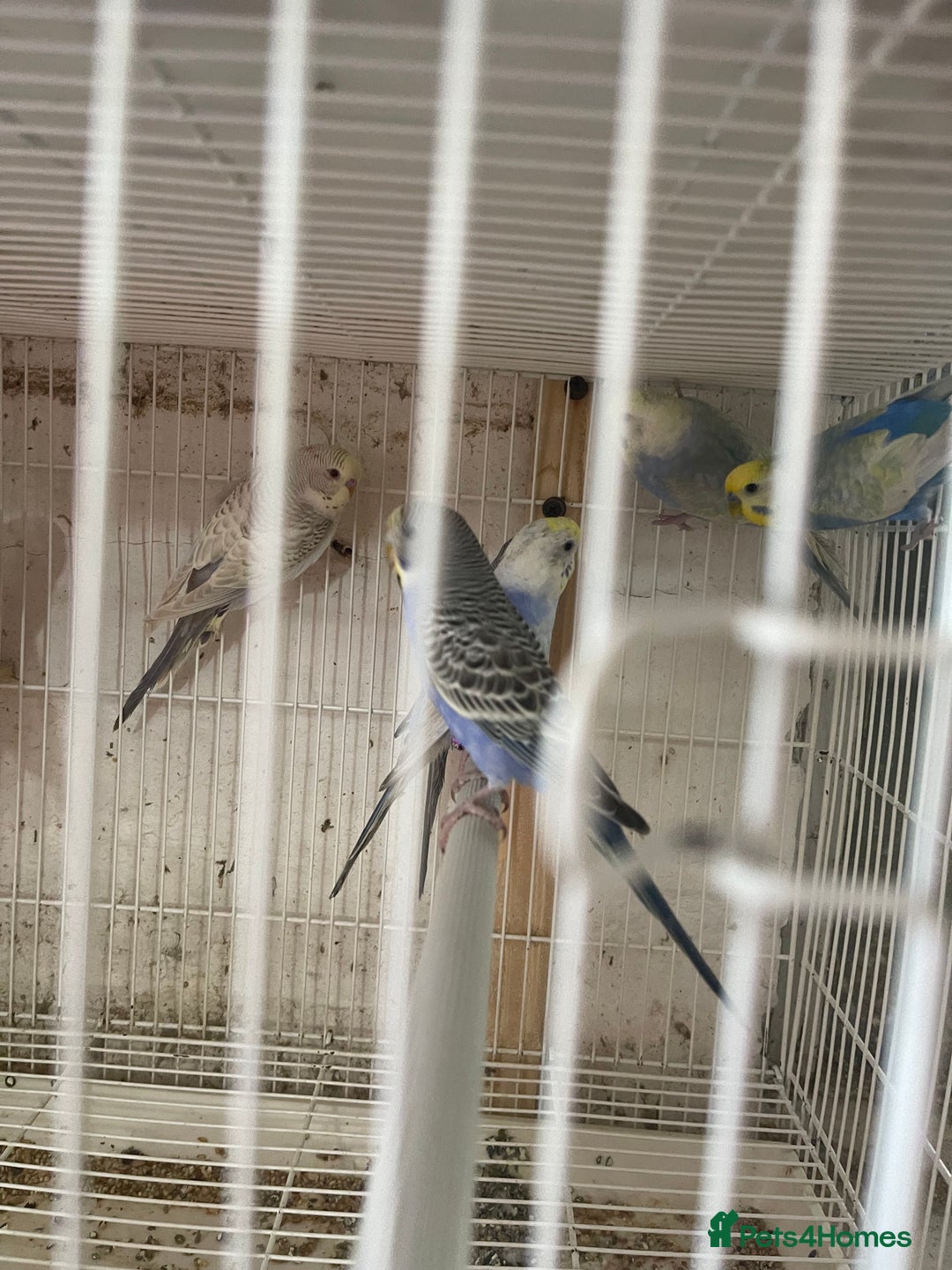 Lorikeets birds for sale: Budgies  - Advert 7