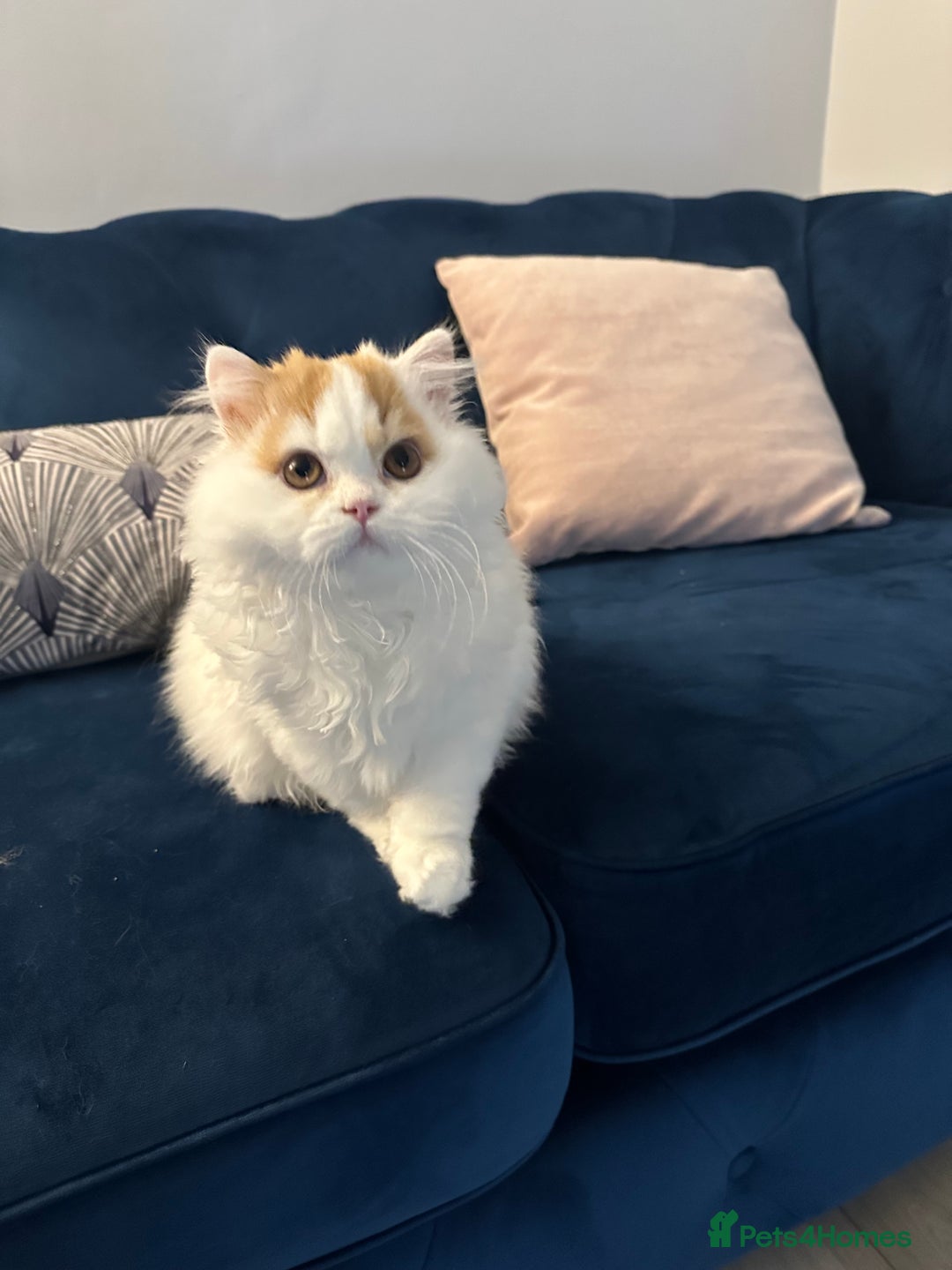 British Longhair cats for sale: Red and white British Long Hair Male  - Image 5