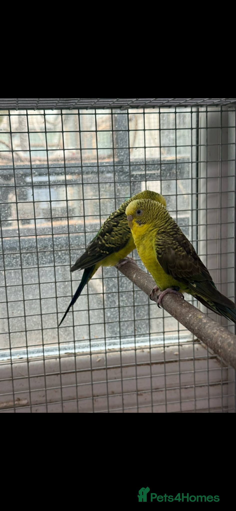 Budgerigars birds Breeding cages with budgies - Advert 1