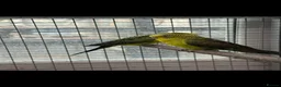 Budgerigars birds for sale: Breeding cages with budgies in Plymouth - Advert 1