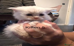 Persian cats for sale: X Persian kittens  - Image 10