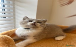 British Shorthair cats for sale: 🐻 STUNNING GIRL GCCF REGISTERED REDUCED LAST 1 🐻 - Image 15