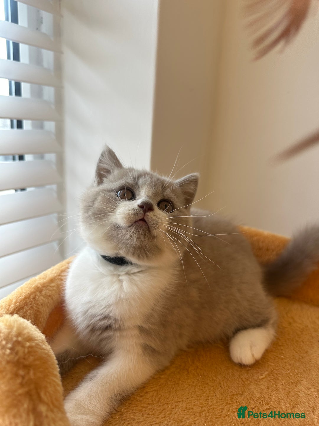 British Shorthair cats for sale: 🐻 STUNNING GIRL GCCF REGISTERED REDUCED LAST 1 🐻 - Image 15
