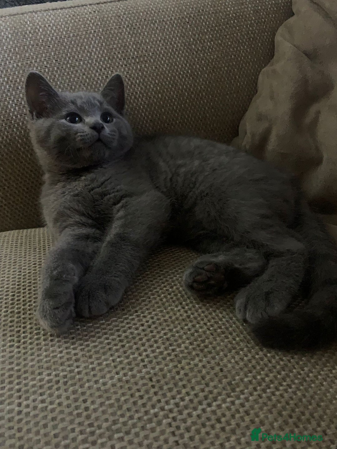 Mixed Breed cats for sale: British shorthair with Russian Blue mix - Advert 3